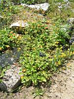 Geum Chiloense (fam. Rosacees)(Andes)(01) (Photo F. Mrugala)